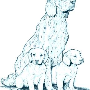 Раскраска Собаки