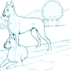 Раскраска Собаки