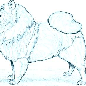 Раскраска Собаки