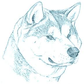 Раскраска Собаки