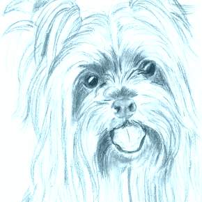 Раскраска Собаки