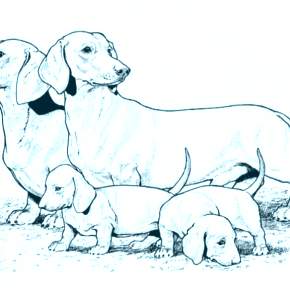 Раскраска Собаки