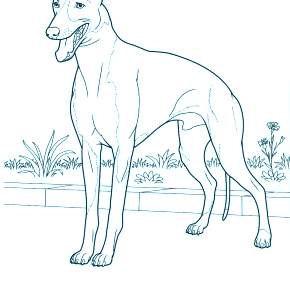 Раскраска Собаки