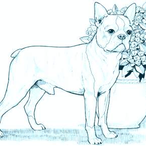 Раскраска Собаки