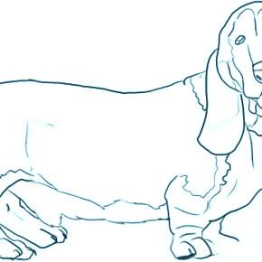 Раскраска Собаки