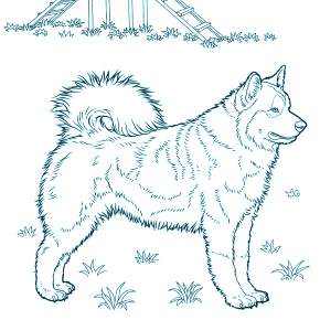 Раскраска Собаки