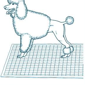 Раскраска Собаки