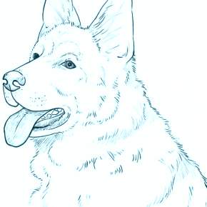 Раскраска Собаки