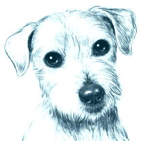 Раскраска Собаки