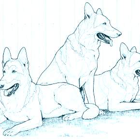 Раскраска Собаки