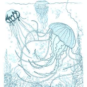 Раскраска Осьминога