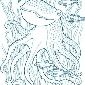 Раскраска Осьминога