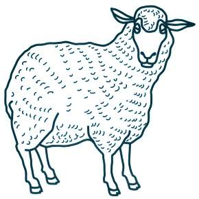 Раскраска Овечка Раскраска Овечка