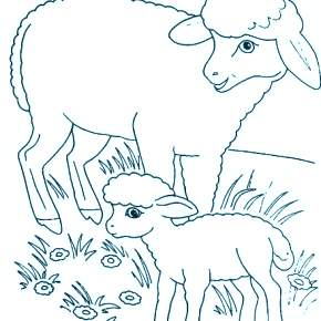 Раскраска Овечка Раскраска Овечка