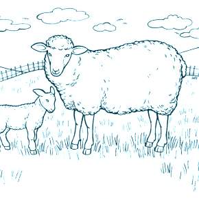 Раскраска Овечка Раскраска Овечка