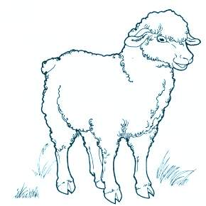 Раскраска Овечка Раскраска Овечка