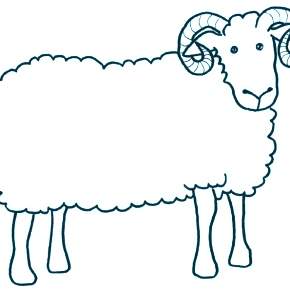 Раскраска Овечка Раскраска Овечка