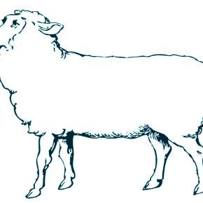 Раскраска Овечка Раскраска Овечка