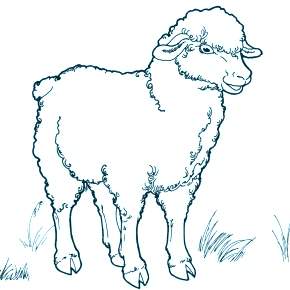 Раскраска Овечка Раскраска Овечка