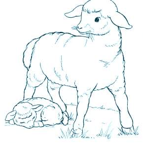 Раскраска Овечка Раскраска Овечка
