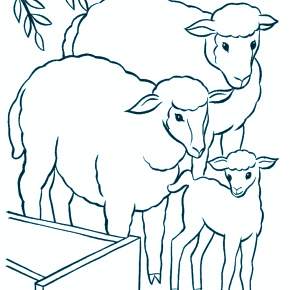 Раскраска Овечка Раскраска Овечка