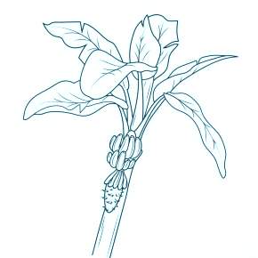 Раскраска Пальма