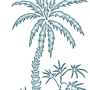 Раскраска Пальма