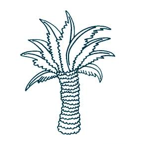 Раскраска Пальма