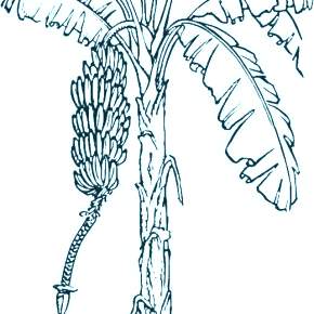 Раскраска Пальма