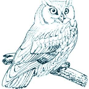 Раскраска Сова Раскраска Сова