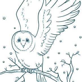 Раскраска Сова Раскраска Сова
