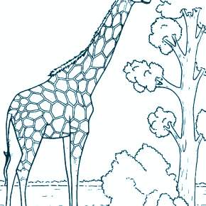 Раскраска Жирафа
