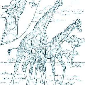 Раскраска Жирафа