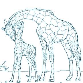 Раскраска Жирафа