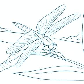 Раскраска Стрекоза