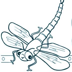 Раскраска Стрекоза