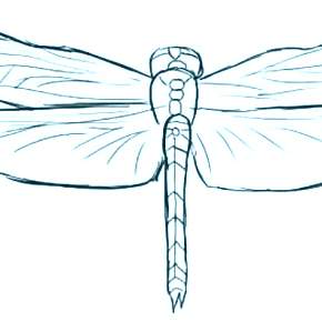 Раскраска Стрекоза