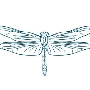 Раскраска Стрекоза