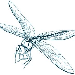 Раскраска Стрекоза