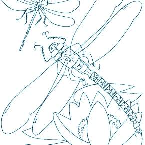 Раскраска Стрекоза