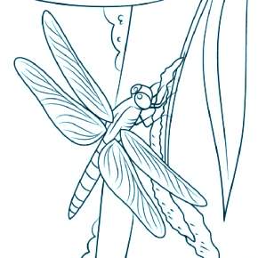Раскраска Стрекоза