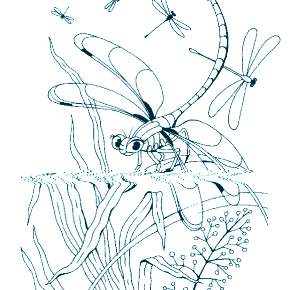 Раскраска Стрекоза
