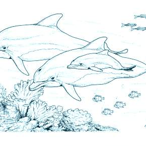 Раскраска море и Дельфины Раскраска море и Дельфины