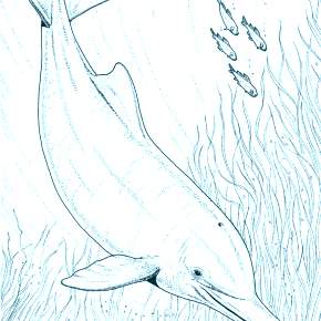 Раскраска море и Дельфины Раскраска море и Дельфины