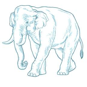 Раскраска Слоны Раскраска Слоны