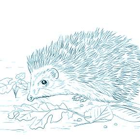 Раскраска Ежик Раскраска Ежик