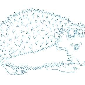 Раскраска Ежик Раскраска Ежик