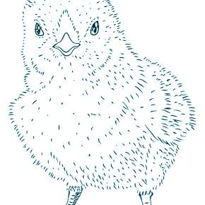 Раскраска Цыплята Раскраска Цыплята