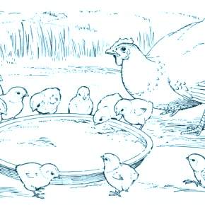 Раскраска Цыплята Раскраска Цыплята