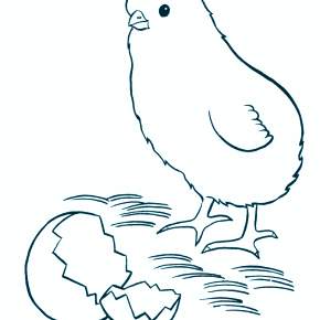 Раскраска Цыплята Раскраска Цыплята